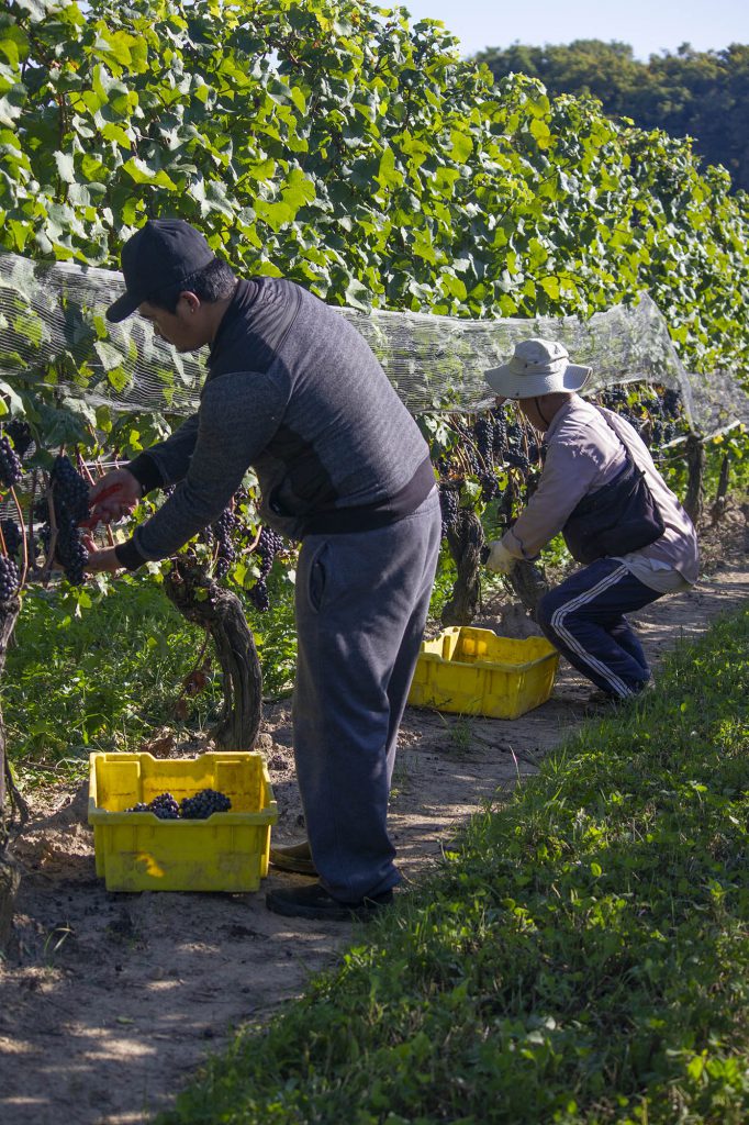 Hand Harvesting grapes