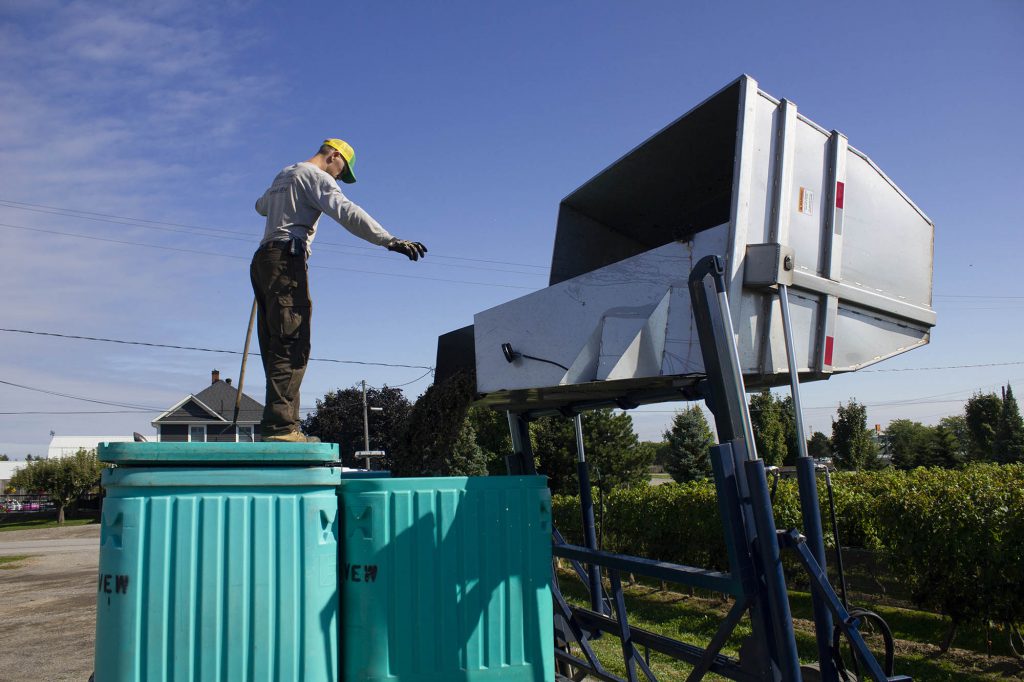 Harvest Tote Dumping Into Bins