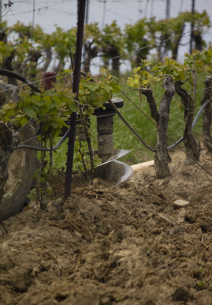 Replanting Grape Vines