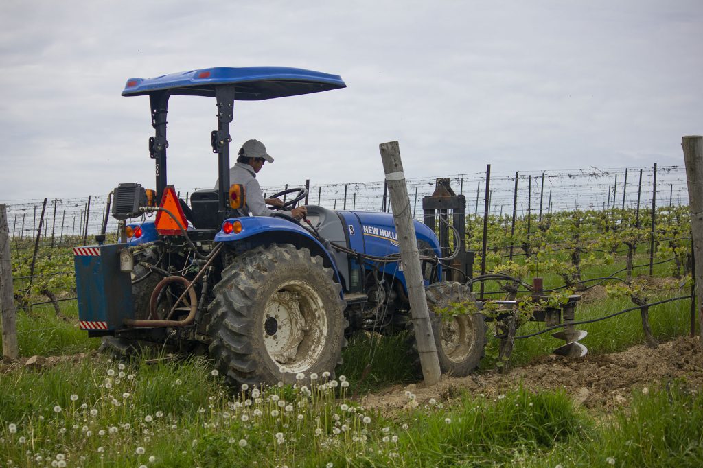Replanting Grape Vines