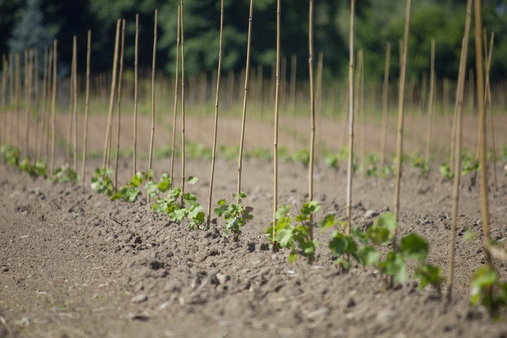 Young Grape Vines