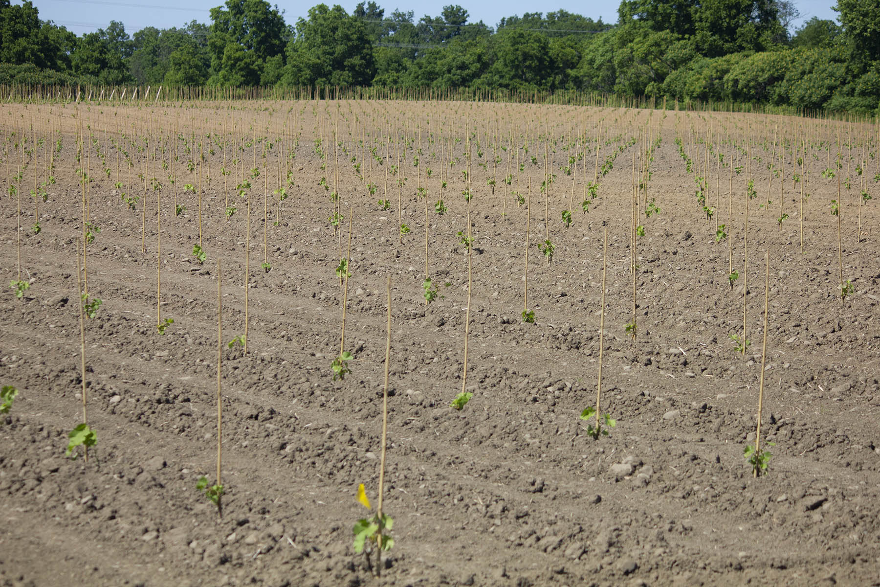 Planted Grape Vine Rows